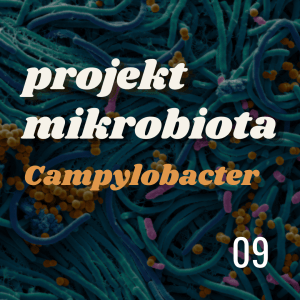 projekt MIKROBIOTA: campylobacter (27.02.2024)