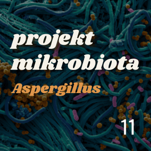 projekt MIKROBIOTA: aspergillus (16.04.2024)